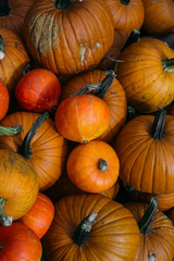 Harvested orange pumpkins. Halloween background