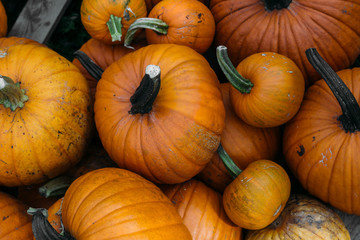 Harvested orange pumpkins. Halloween background