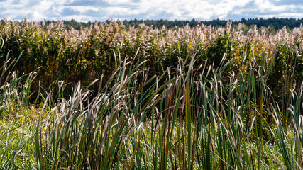 Narwiański Park Narodowy, Polska, Podlasie © podlaski49