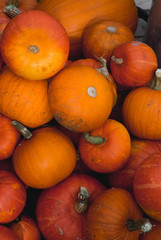Harvested orange pumpkins. Halloween background
