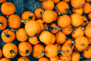 Harvested orange pumpkins. Halloween background