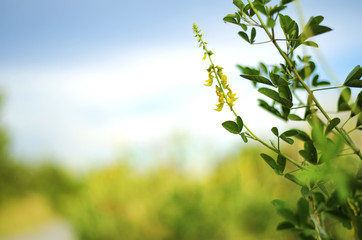 Beautiful abstract natural wild flowers with beauty bokeh background. Selective and soft focus blurry for relaxing mood inspirational concept.copyspace on left
