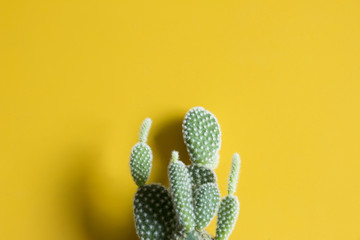 Cactus on yellow background