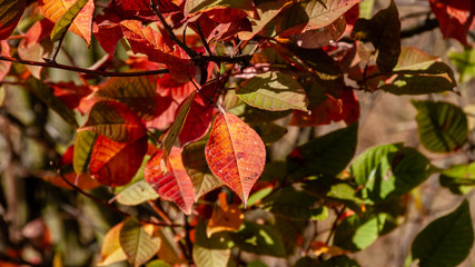 Narwiański Park Narodowy, Polska, Podlasie © podlaski49