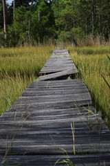 Wooden bridge in grass swamp