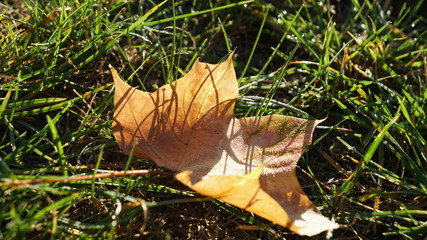 jesień kasztan liść abstrakcja