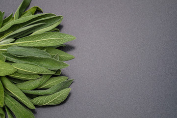 Salbei - Salvia