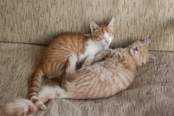 Fototapeta na wymiar two redder cats on a chair