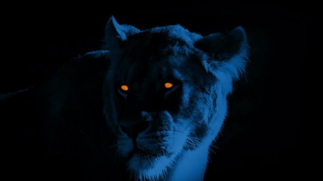 Lion With Scary Glowing Eyes At Night