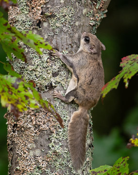 Flying Squirrel