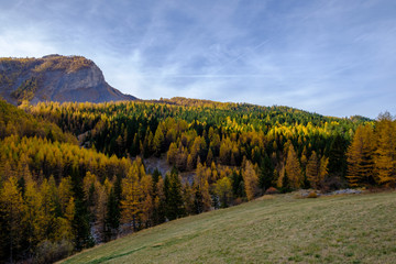 Naklejka premium Paysage des Alpes en automne. La forêt et les montagnes. France, Alpes de Haute Provence.