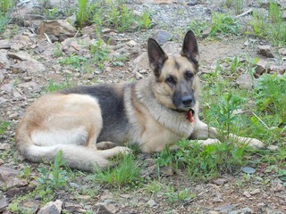 german shepherd dog
