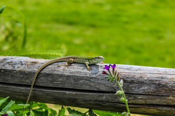 lizard on the wooden fence