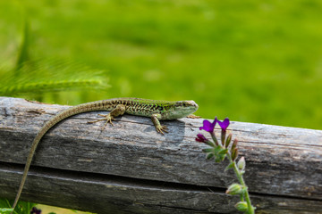 lizard on the wooden fence