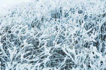 Winter texture of the branches of trees covered with a thick layer of snow.