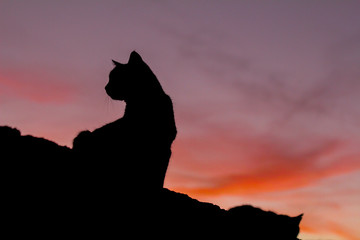 Silhouette of cat in the late afternoon sunset looking at the left pussy puss