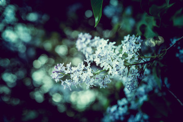 A branch of lilac with blue flowers in the spring. Evening light