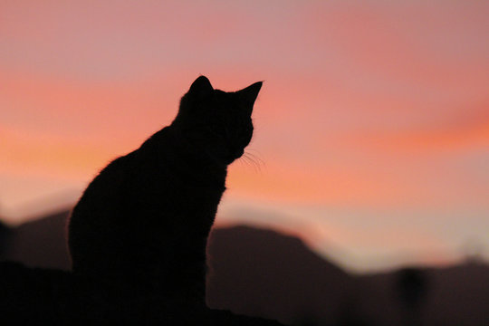 Sunset Cat🤗 : r/cats