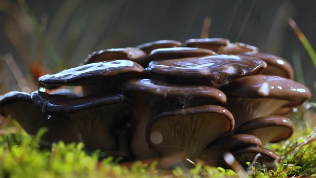 Pleurotus Mushroom In a Sunny forest in the rain.