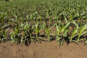 Corn seedlings in soil. Baden Baden, Baden Wuerttemberg, Germany, Europe