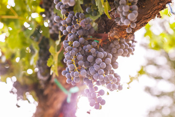 Grapes at winery