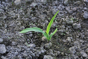 Corn seedlings in soil. Baden Baden, Baden Wuerttemberg, Germany, Europe