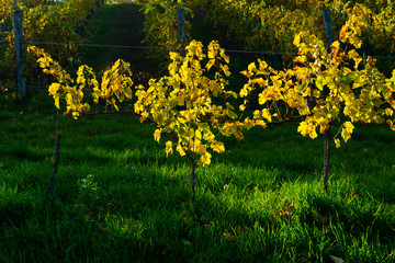 Obraz premium yellow grape leaves and green grass in october sunny vinery