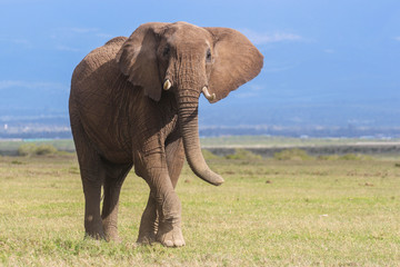 Fototapeta na wymiar Portrait of a young bull elephant