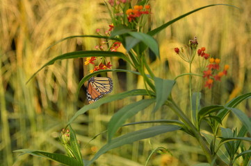 Insects/butterfly/Kauffman Memorial Gardens/flowers/Kansas City, Mo.