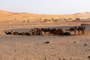 Camel caravan