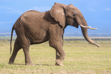 Fototapeta na wymiar Profile portrait of a young male elephant
