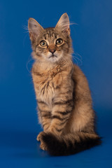 One Small three month kitten mixed breed