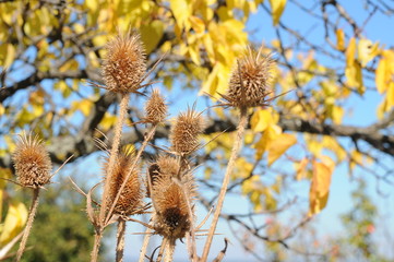 Broadleaf in fall day