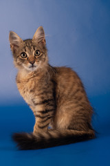 One Small three month kitten mixed breed