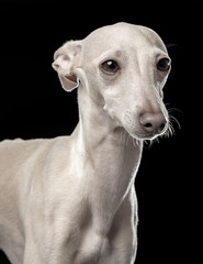 Italian greyhound Dog  Isolated  on Black Background in studio