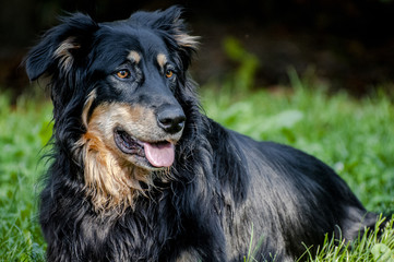 Fototapeta premium Cani giocano nel parco