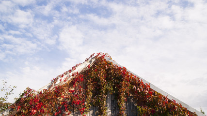 creeper plants with red leaves climbing onto an old roof  against a blue sky with transparent clouds