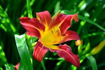 Amazing red daylily in the garden close-up.