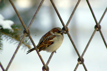 sparrow on a branch