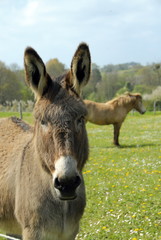 Anes du Poitou et poney en arrière plan, France