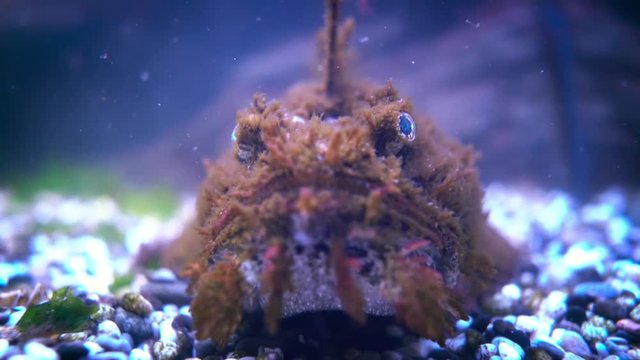 Fish Hemitripterus villosus, commonly known as the sea raven, is a species of fish belonging to the family Hemitripteridae.