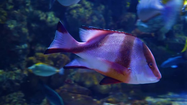 Lutjanus sebae, the emperor red snapper, is a species of snapper native to the Indian Ocean and the western Pacific Ocean.