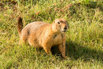 Prairie Dog