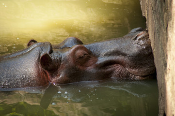Hippo sleeping in the water with his nose resting on a wall