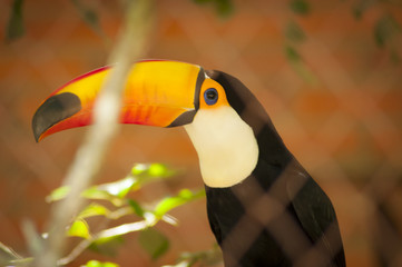 Colorful toucan posing for photo behind a fence