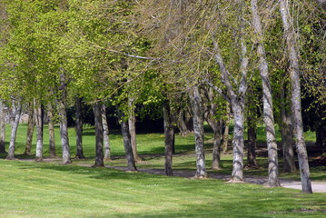 Ville de Combourg, parc du château de Combourg, arbres et chemin, département d'Ille-et-Vilaine, Bretagne, France