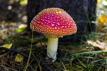 fly agaric mushroom