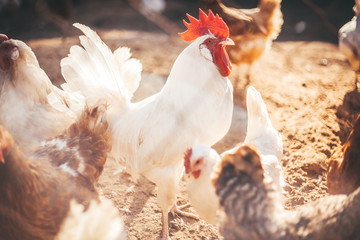 Chickens and roosters on the farm in the evening light