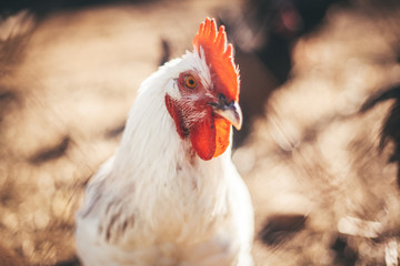 Chickens and roosters on the farm in the evening light