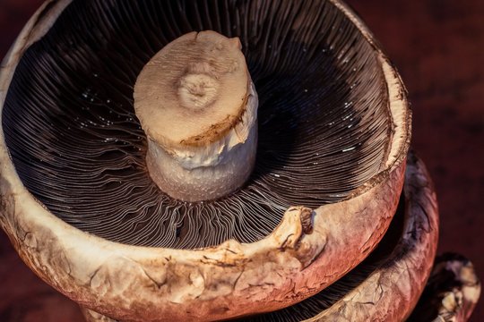 Mushrooms close up and isolated